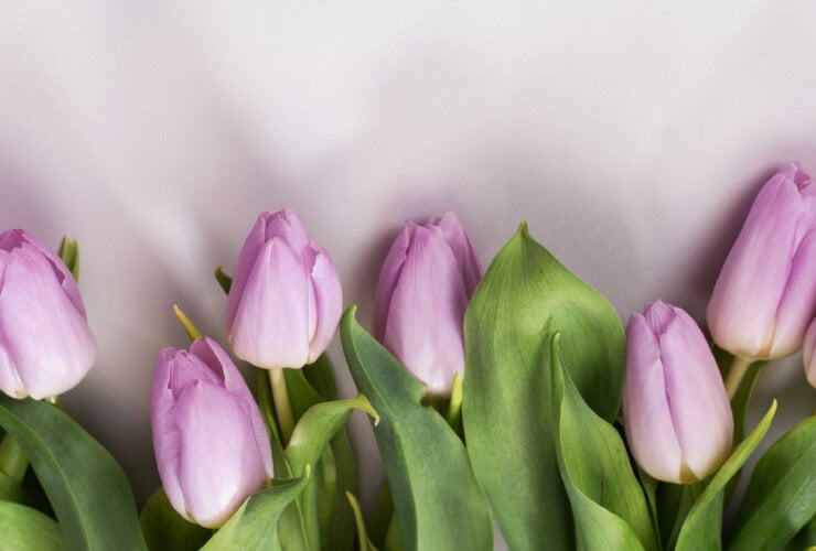 Wiosenny pastelowy bukiet liliowych tulipanów na białym tle