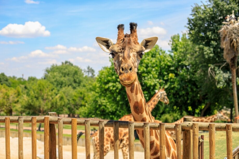 Żyrafa w ZOO